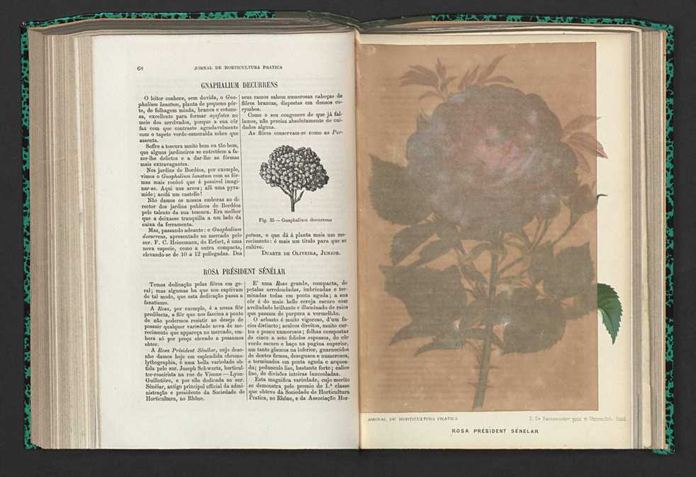 Jornal de horticultura prtica XV 48