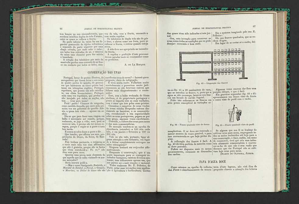 Jornal de horticultura prtica XV 59