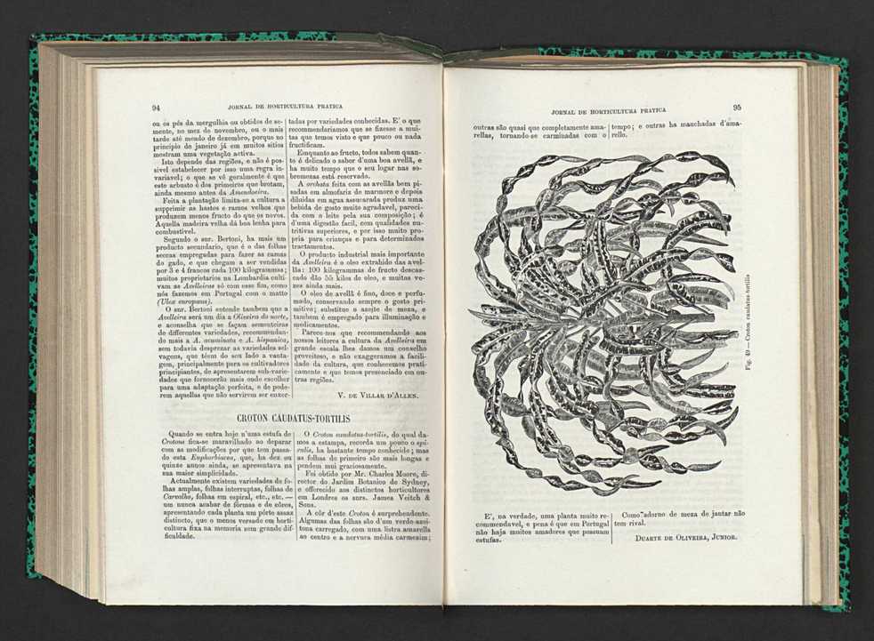 Jornal de horticultura prtica XV 64