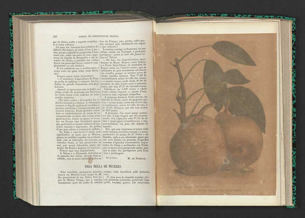 Jornal de horticultura prtica XV 71