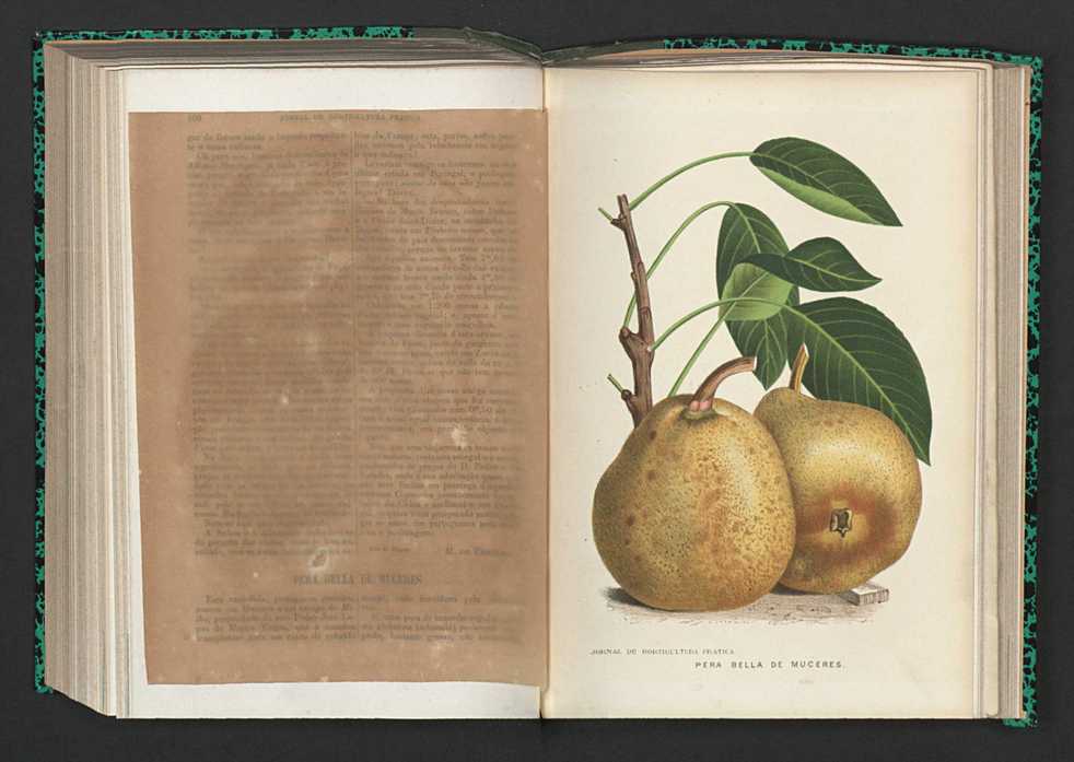 Jornal de horticultura prtica XV 72