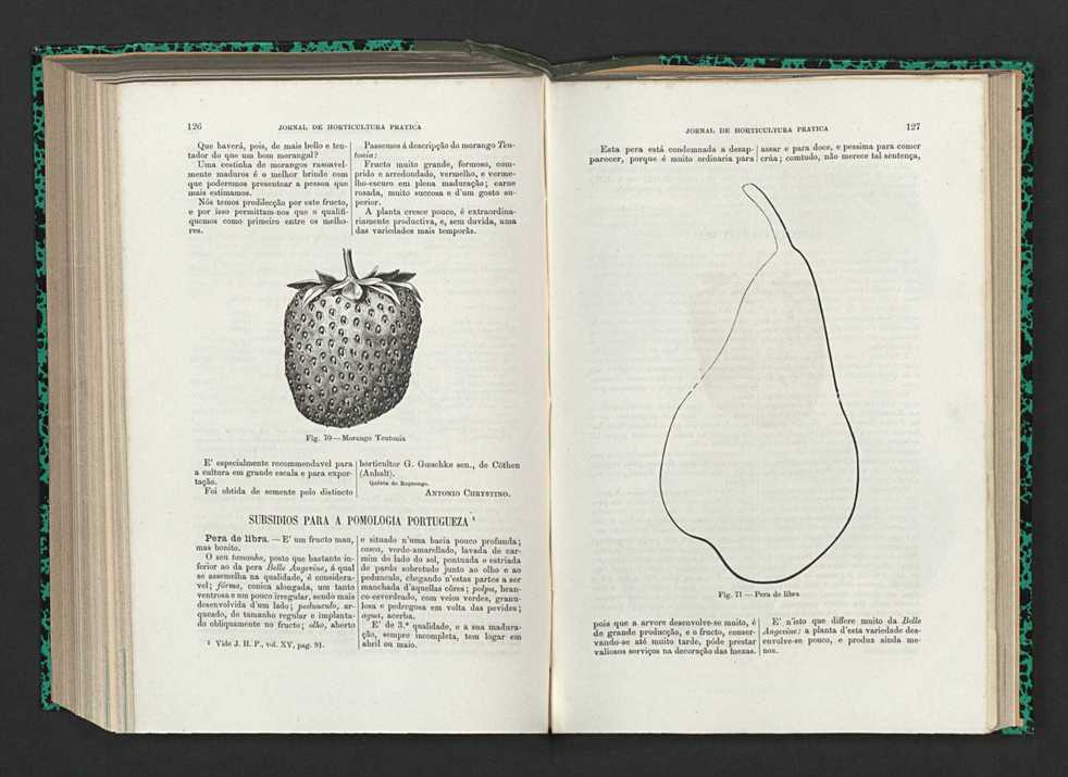 Jornal de horticultura prtica XV 82