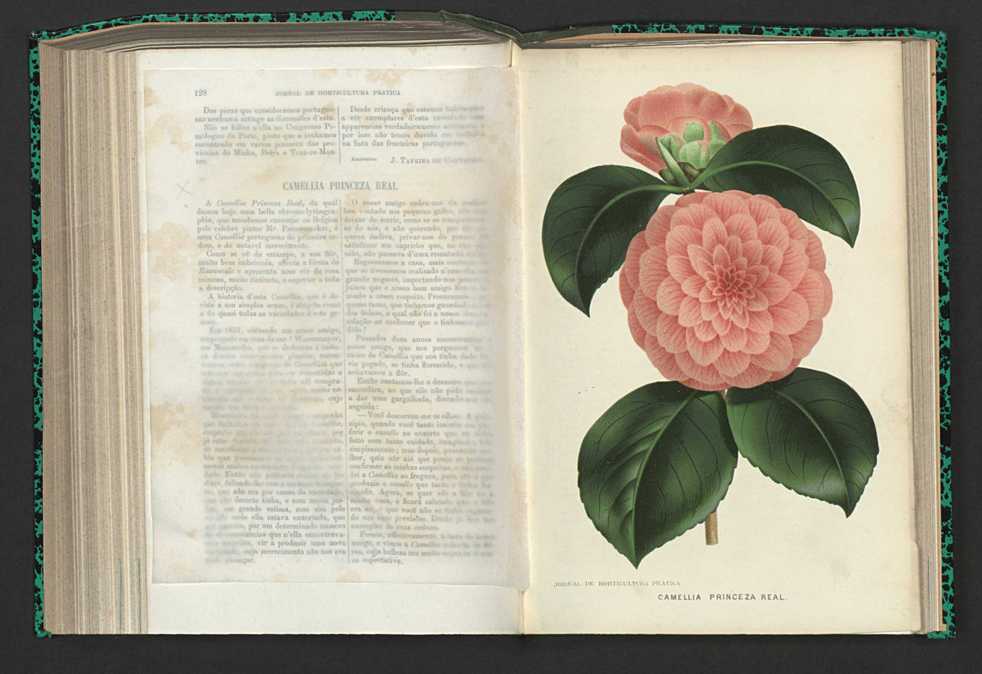 Jornal de horticultura prtica XV 84