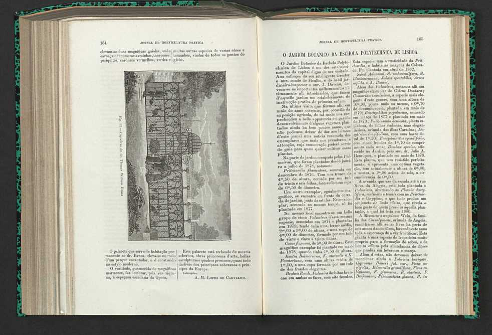 Jornal de horticultura prtica XV 104