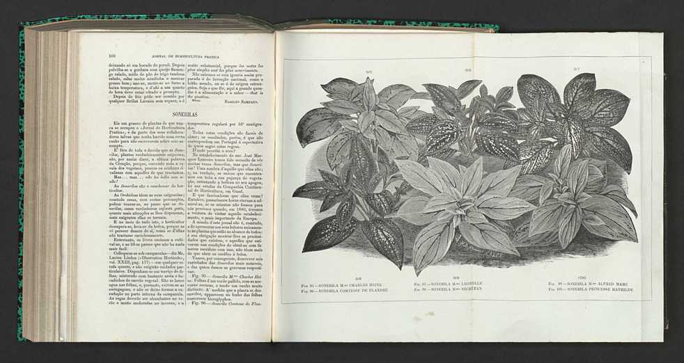 Jornal de horticultura prtica XV 106