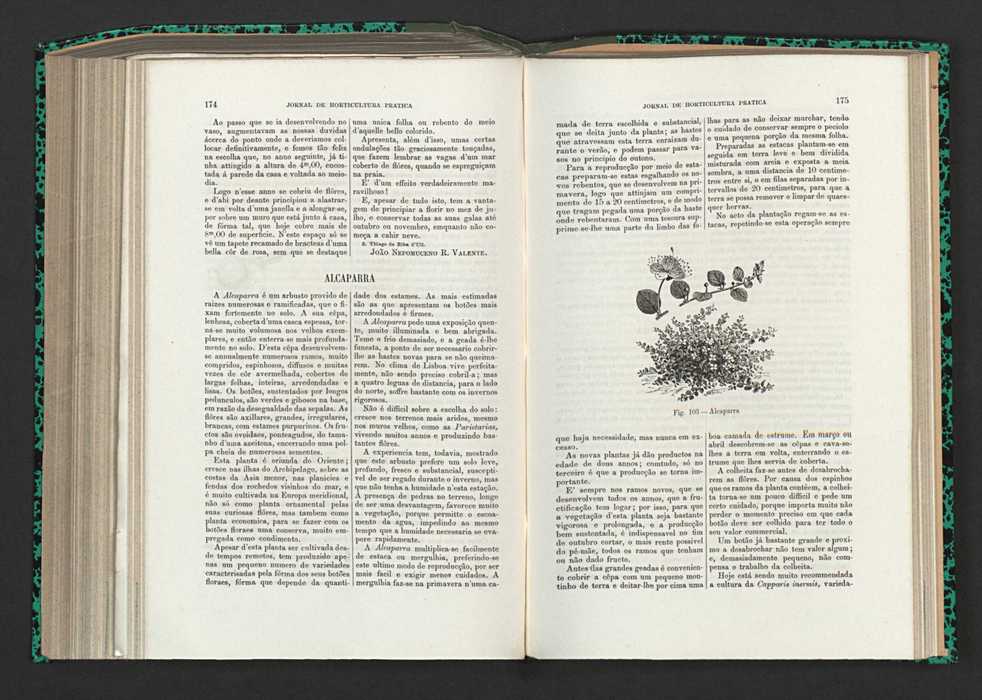 Jornal de horticultura prtica XV 110
