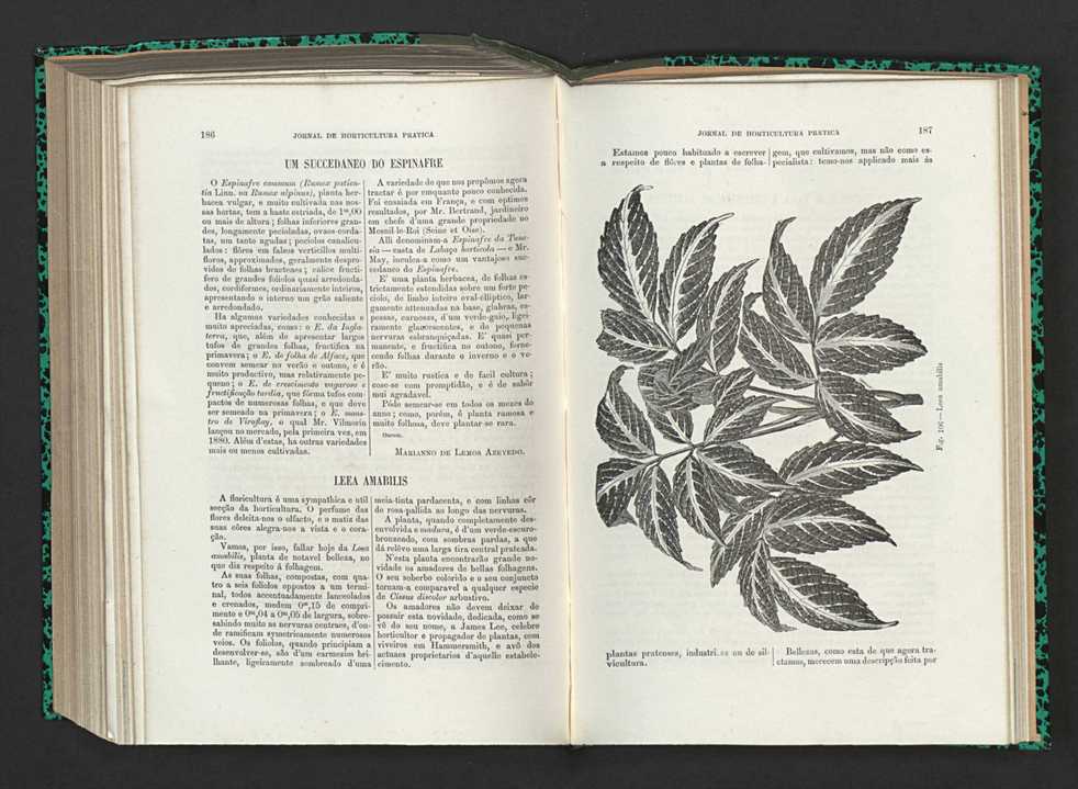 Jornal de horticultura pr�tica XV 116