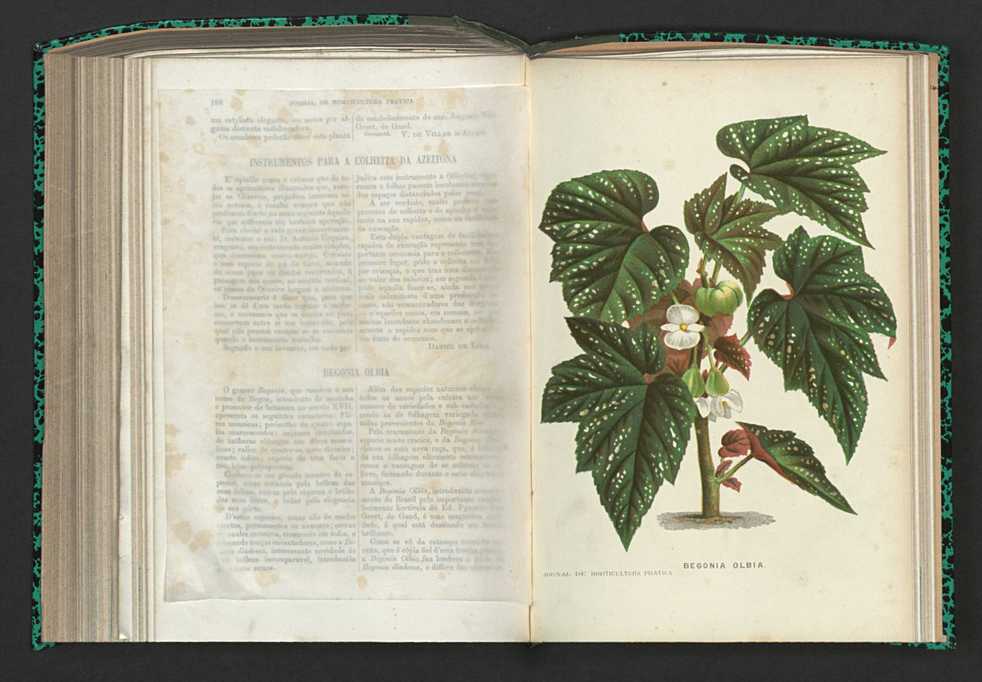 Jornal de horticultura prtica XV 118