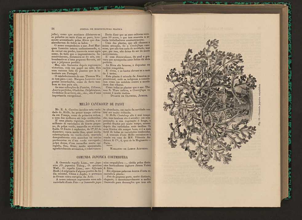 Jornal de horticultura prtica XVI 26