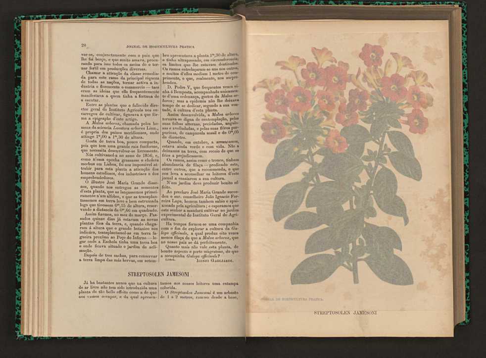 Jornal de horticultura prtica XVI 28