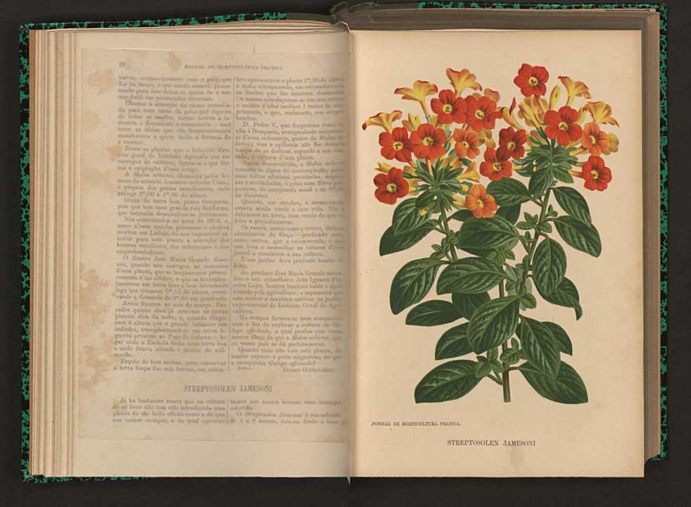 Jornal de horticultura prtica XVI 29