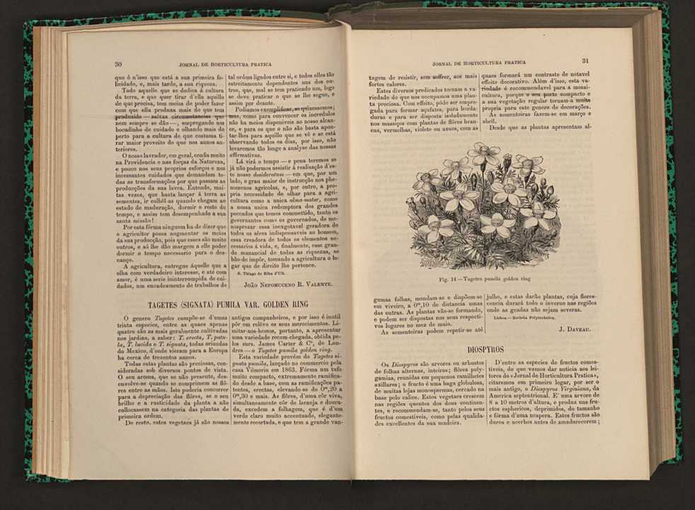 Jornal de horticultura prtica XVI 31
