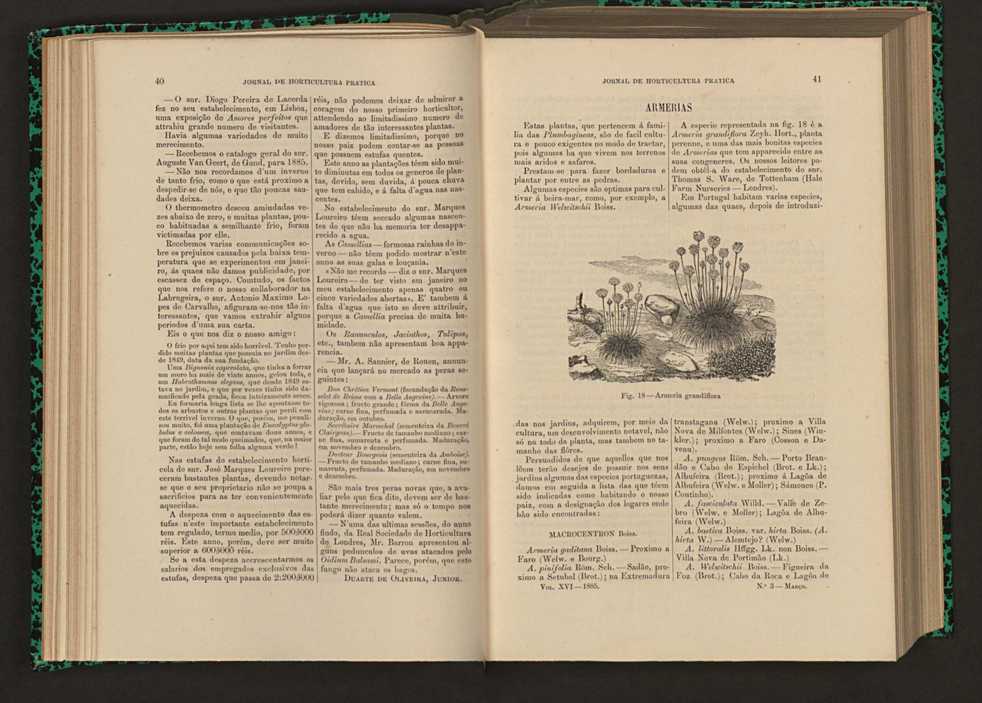 Jornal de horticultura prtica XVI 36