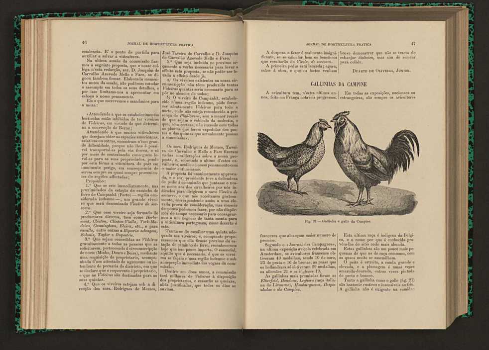 Jornal de horticultura prtica XVI 39