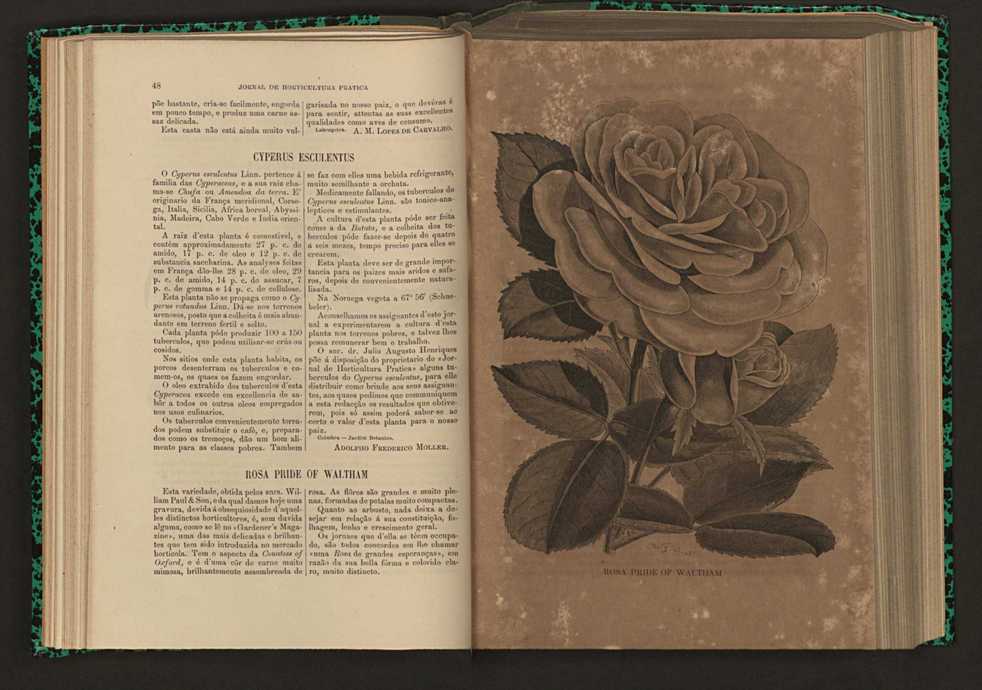 Jornal de horticultura prtica XVI 40
