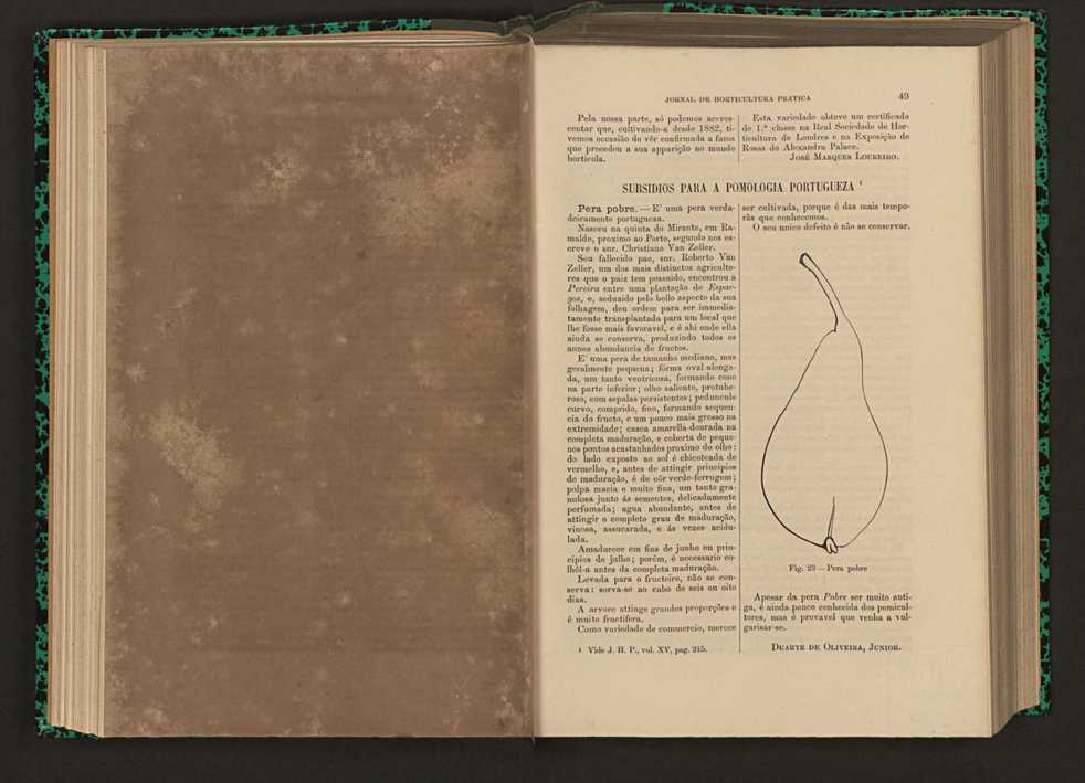 Jornal de horticultura pr�tica XVI 41