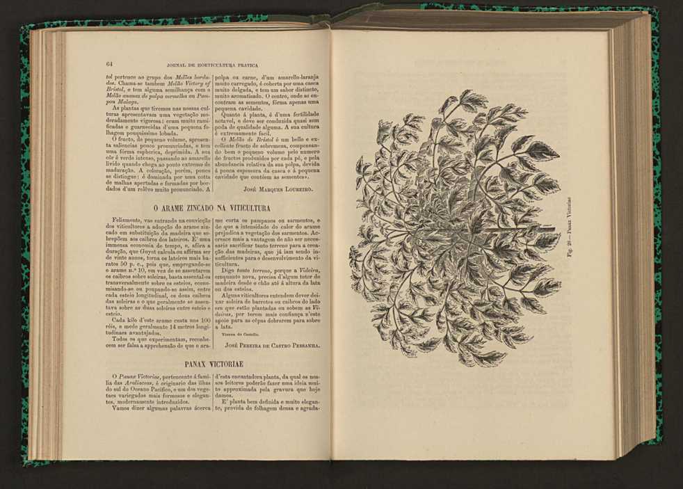 Jornal de horticultura prtica XVI 49
