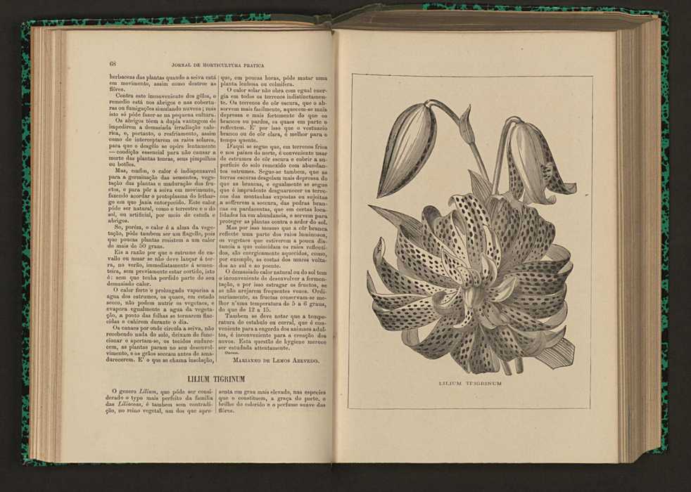 Jornal de horticultura prtica XVI 51