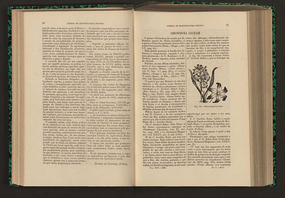 Jornal de horticultura prtica XVI 58