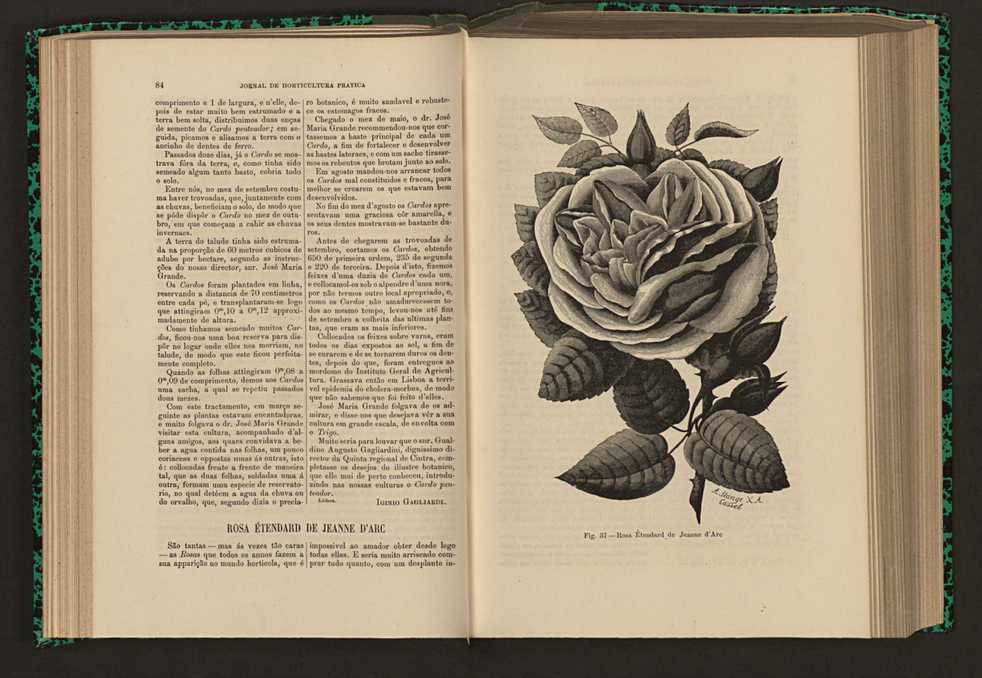 Jornal de horticultura prtica XVI 60