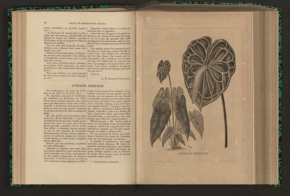 Jornal de horticultura prtica XVI 62