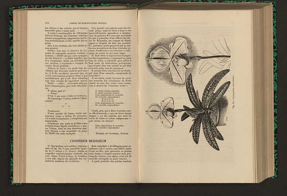 Jornal de horticultura prtica XVI 77