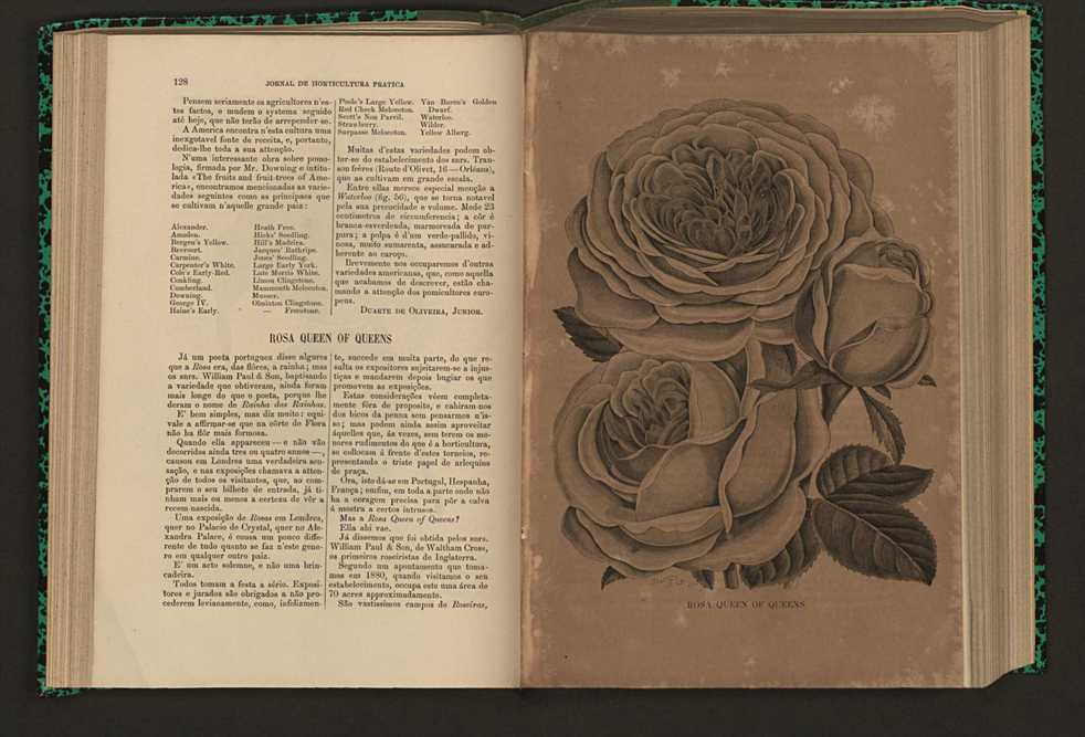 Jornal de horticultura prtica XVI 84