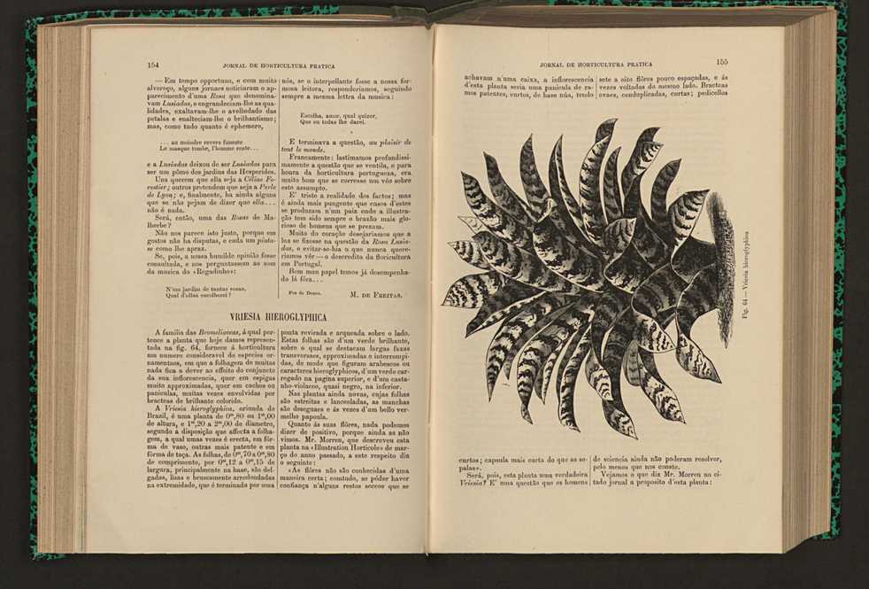 Jornal de horticultura prtica XVI 99