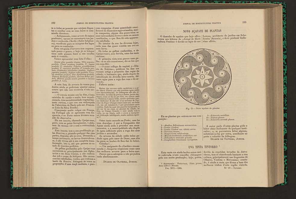 Jornal de horticultura prtica XVI 119