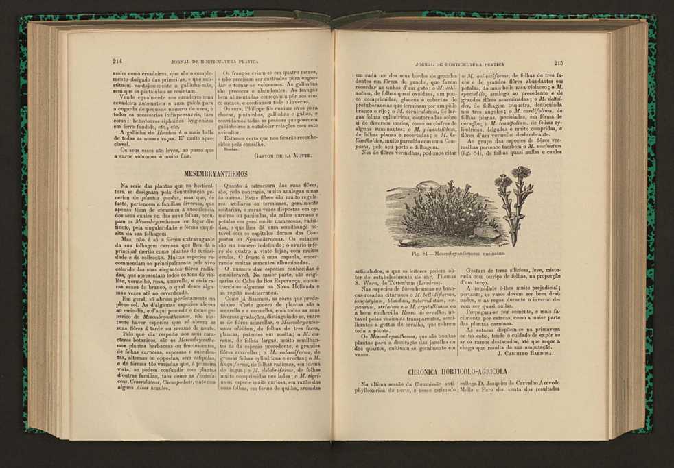 Jornal de horticultura prtica XVI 131