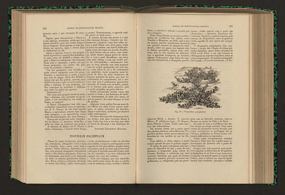 Jornal de horticultura prtica XVI 136