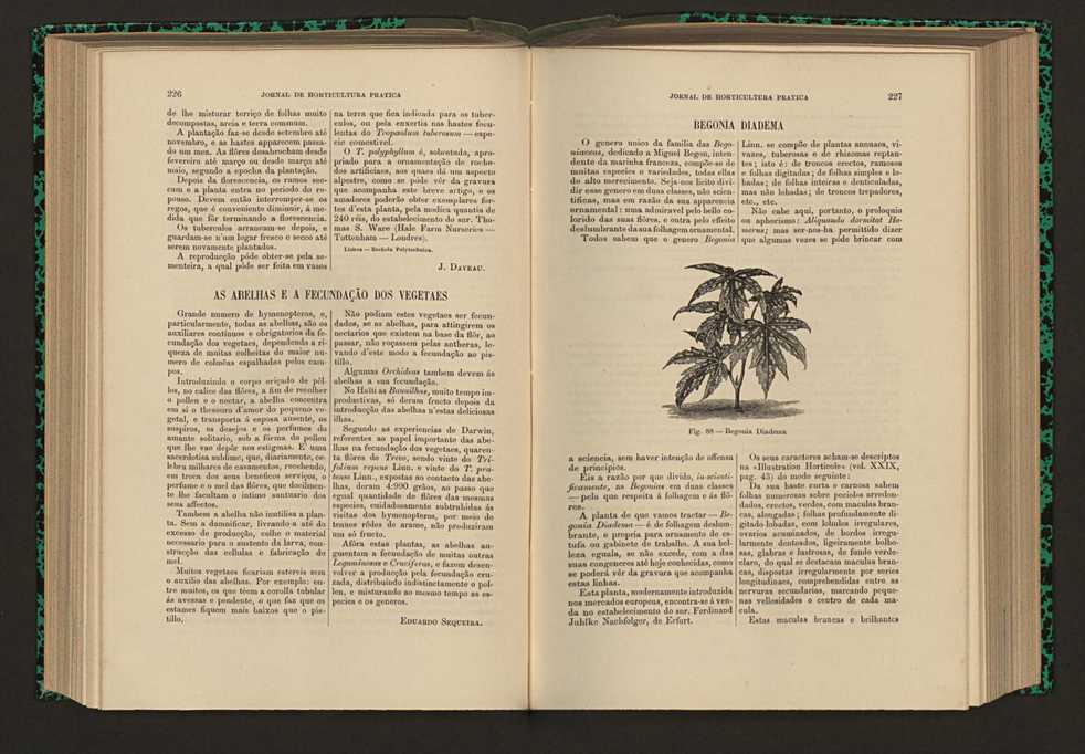 Jornal de horticultura prtica XVI 137