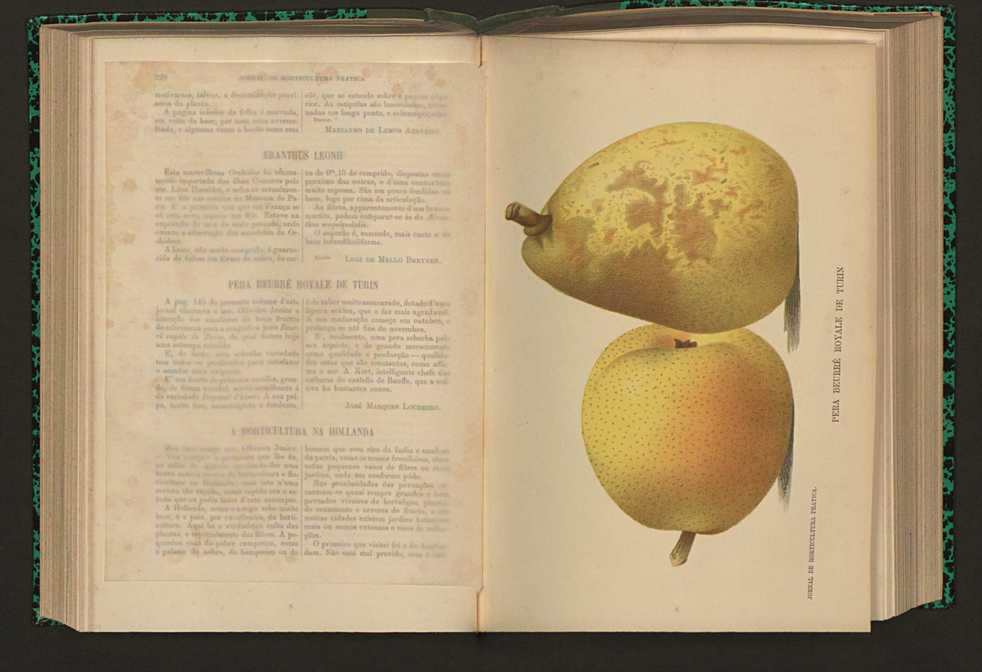 Jornal de horticultura prtica XVI 139