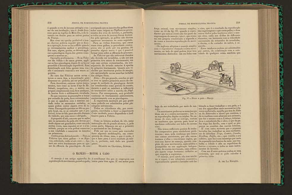 Jornal de horticultura prtica XVI 155