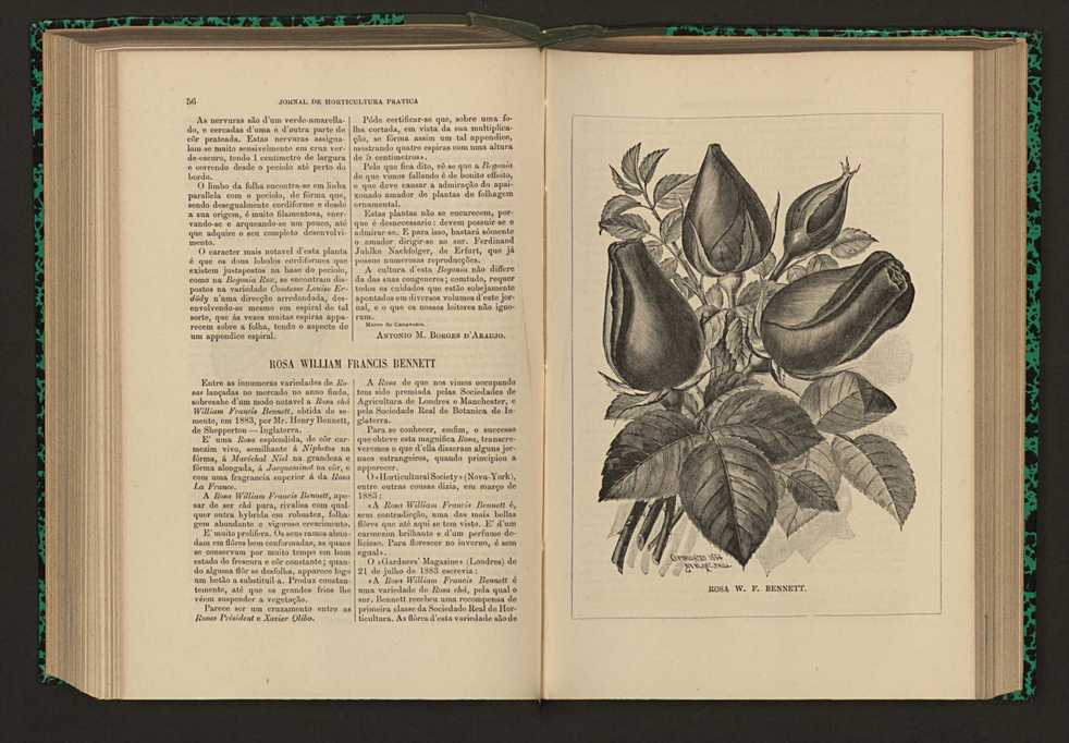 Jornal de horticultura prtica XVII 41