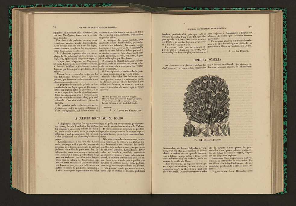 Jornal de horticultura prtica XVII 52