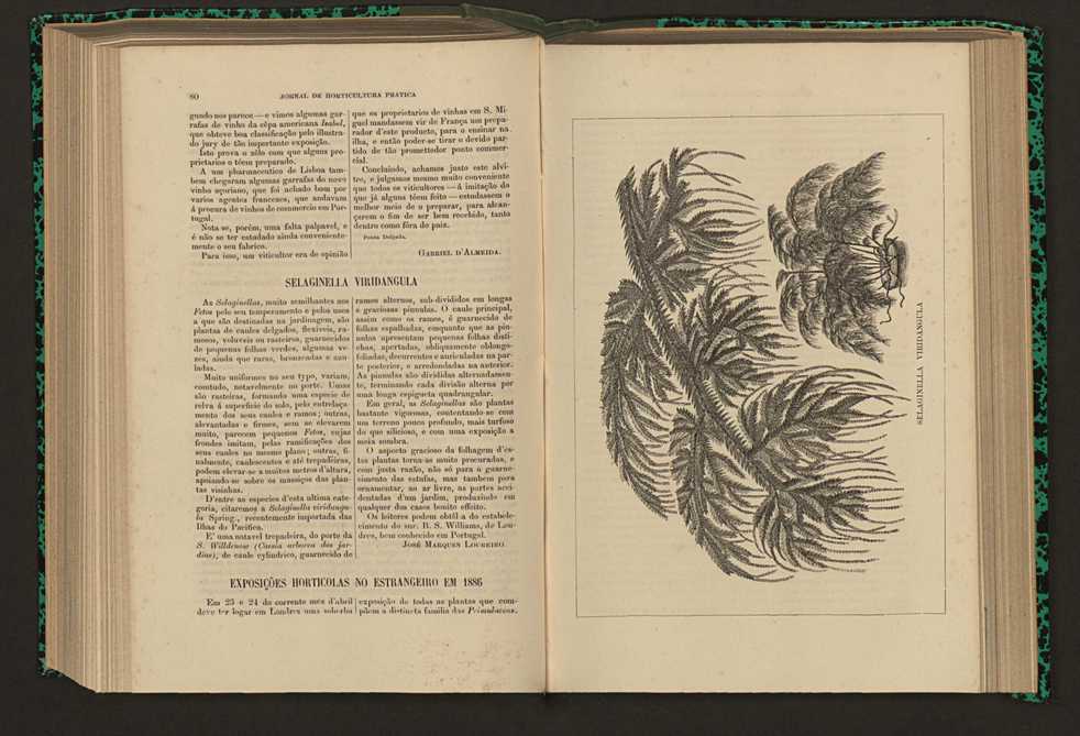 Jornal de horticultura prtica XVII 54