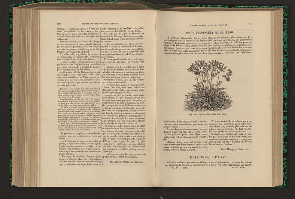 Jornal de horticultura prtica XVII 76