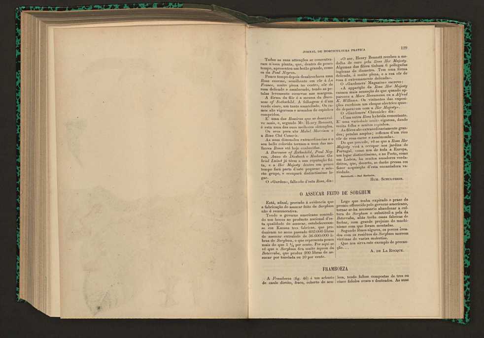 Jornal de horticultura prtica XVII 82