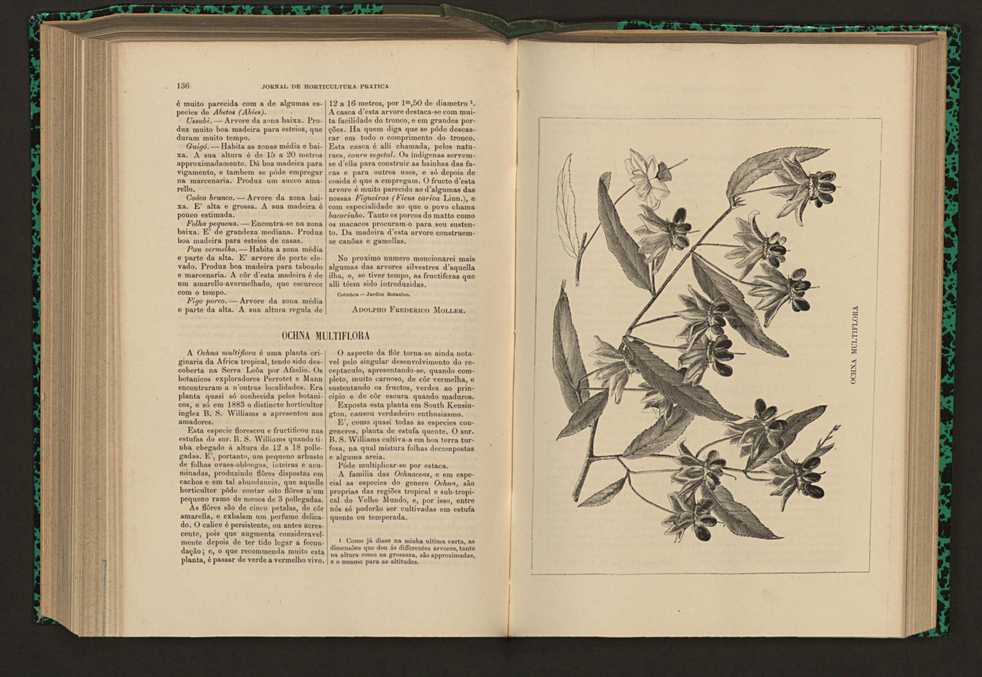 Jornal de horticultura prtica XVII 86