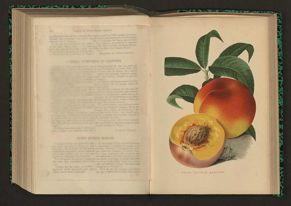Jornal de horticultura prtica XVII 109