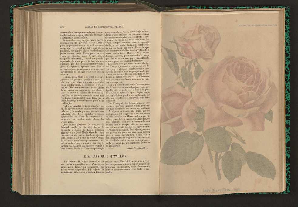 Jornal de horticultura prtica XVII 135