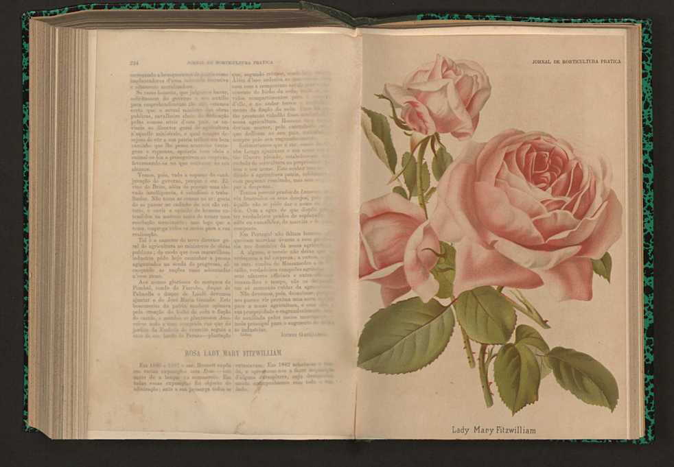 Jornal de horticultura prtica XVII 136