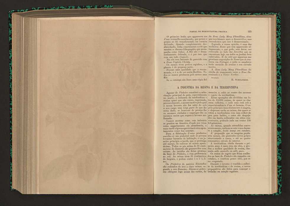 Jornal de horticultura prtica XVII 137