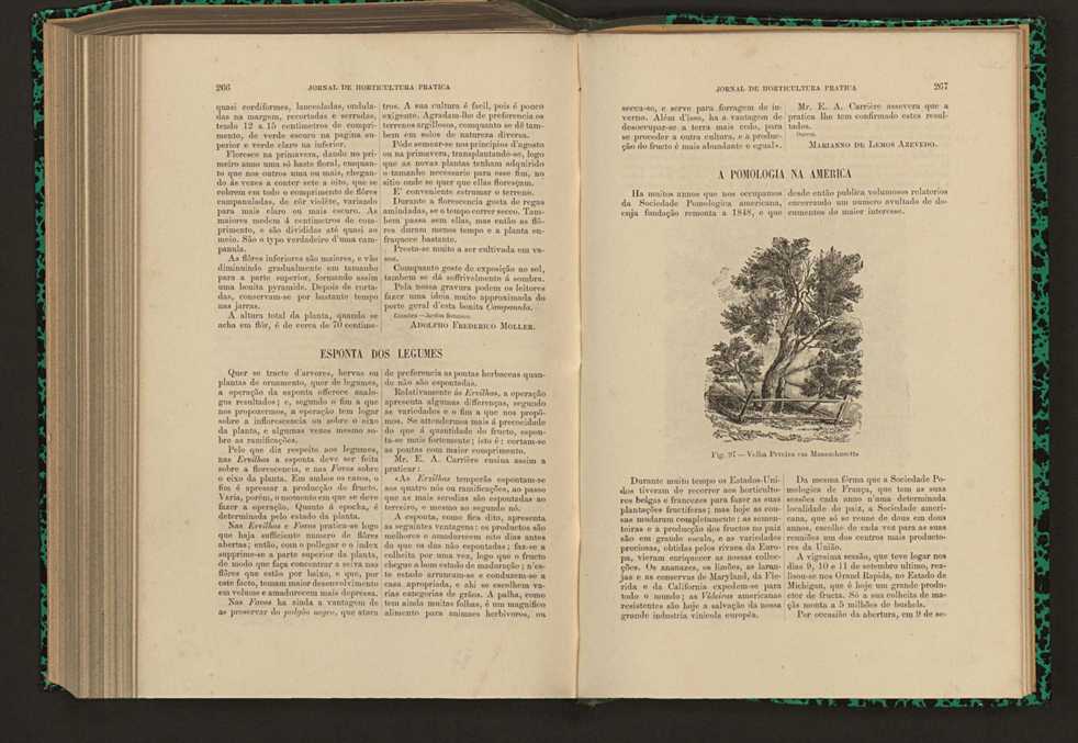 Jornal de horticultura prtica XVII 157