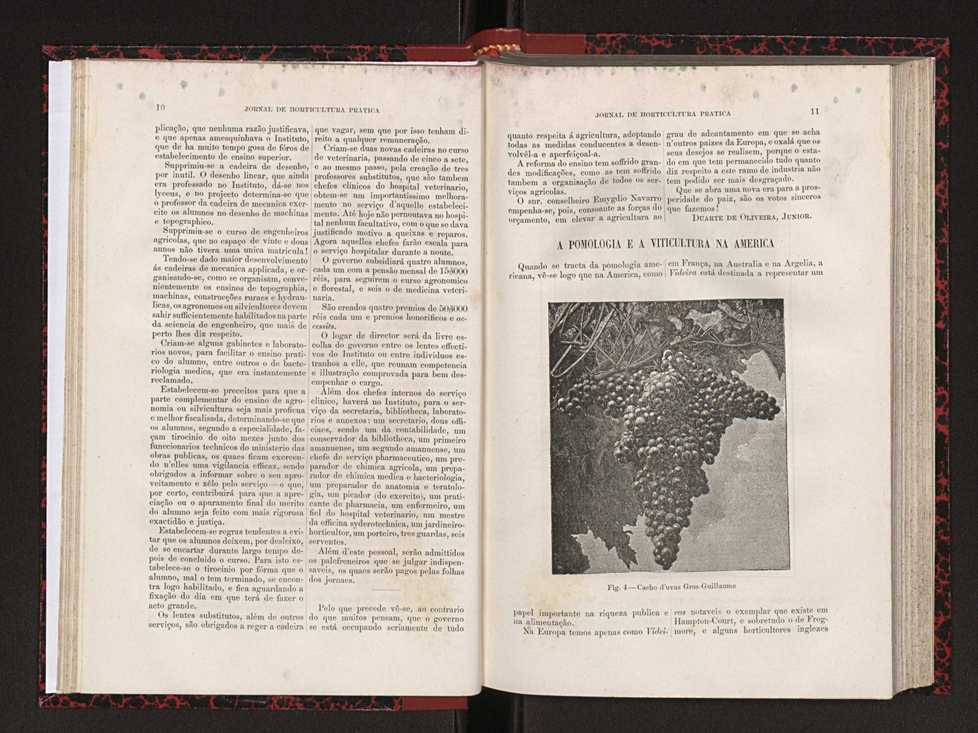 Jornal de horticultura prtica XVIII 19