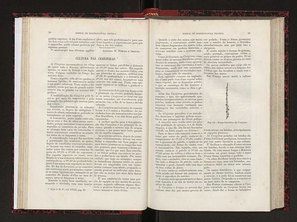 Jornal de horticultura prtica XVIII 29