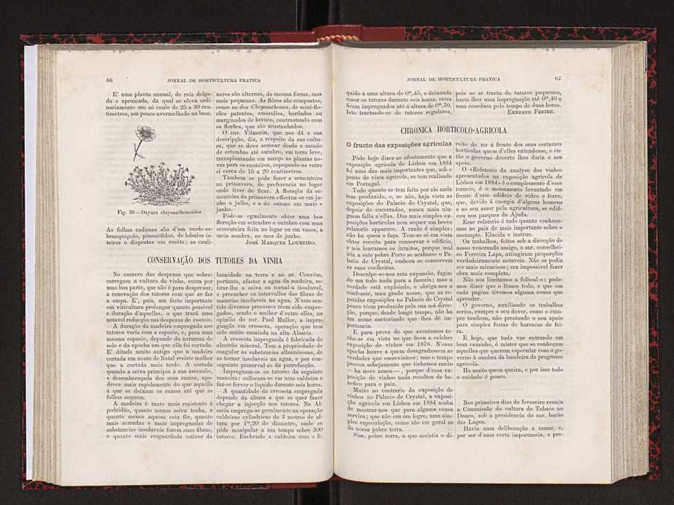 Jornal de horticultura prtica XVIII 48