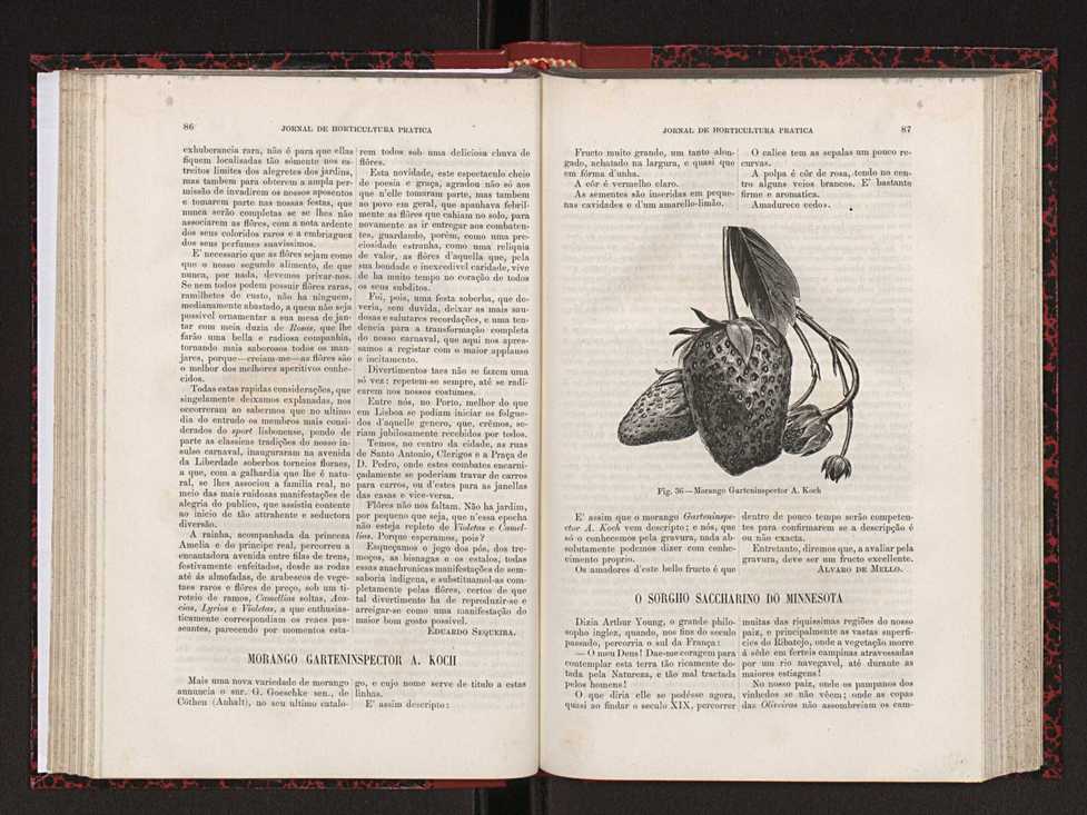 Jornal de horticultura prtica XVIII 58