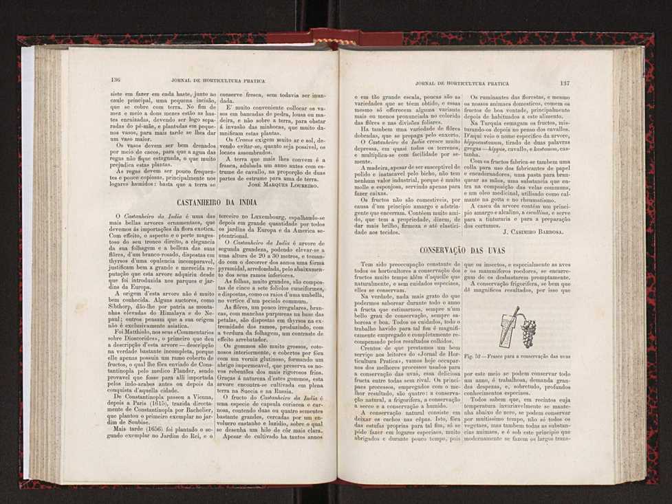 Jornal de horticultura prtica XVIII 82
